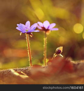 Spring flower. Beautiful purple plant in the forest. Colorful natural background.  Hepatica nobilis 