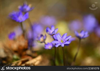 Spring flower. Beautiful purple plant in the forest. Colorful natural background. (Hepatica nobilis)