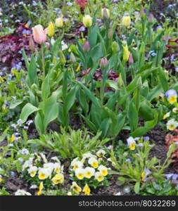 Spring flower bed with pansies and tulips in May garden, Sweden.