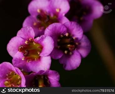 spring flower bergenia. outdoor shot