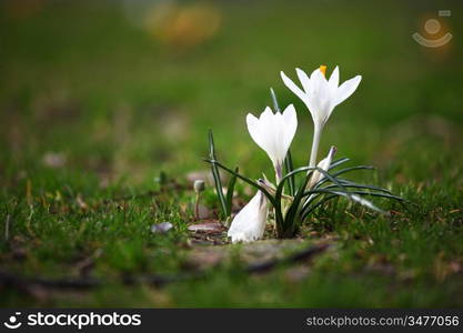 spring flower close up macro