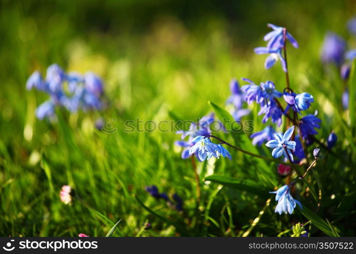 spring flower close up macro