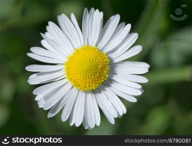 Spring flower daisies close up