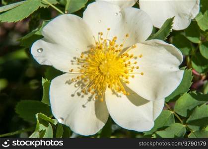 Spring Flower dog rose
