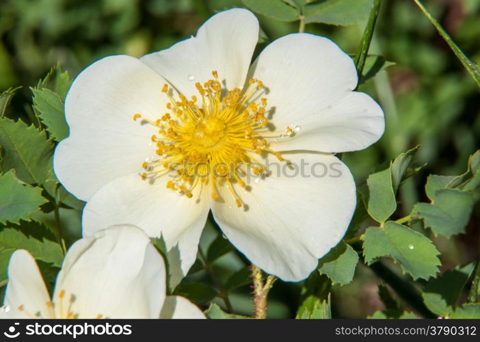 Spring Flower dog rose