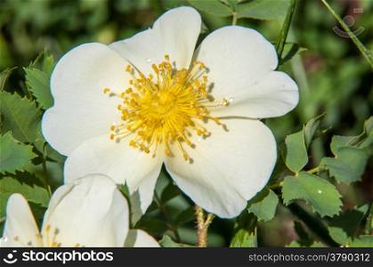 Spring Flower dog rose