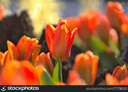 Spring flower field. Beautiful spring background. Tulips in spring garden. Farming and gardening theme.