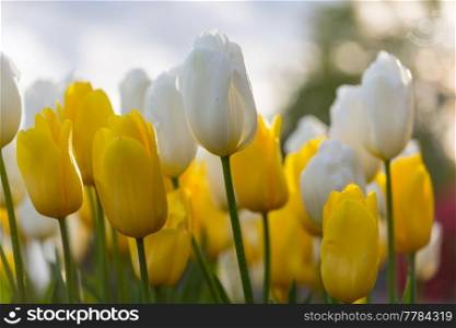 Spring flower field. Beautiful spring background. Tulips in spring garden. Farming and gardening theme.