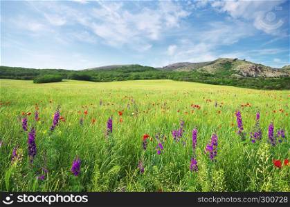 Spring flower in green meadow. Beautiful landscapes.