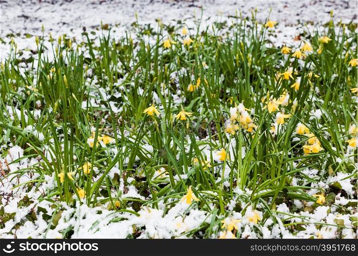 spring flower in snow