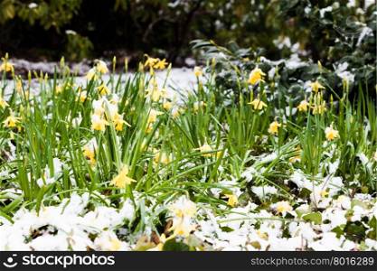 spring flower in snow