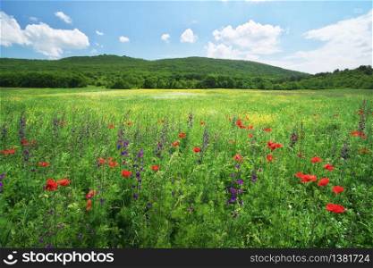 Spring flower meadow at day. Composition of nature.
