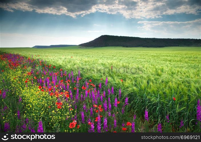 Spring flower meadow. Composition of nature.