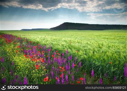 Spring flower meadow. Composition of nature.
