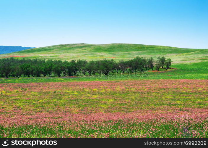 Spring flower meadow. Composition of nature.