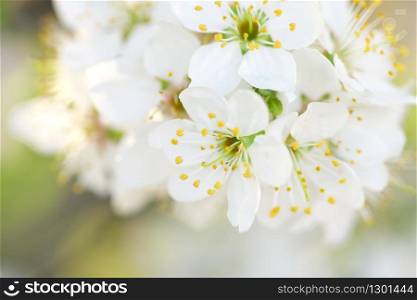 Spring flower on tree. Composition of nature.