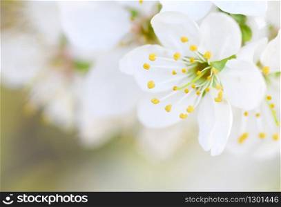 Spring flower on tree. Composition of nature.