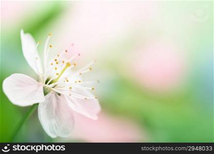 spring flower over blurred background
