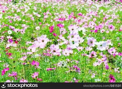 Spring flower pink field / colorful cosmos blooming in the beautiful garden flowers