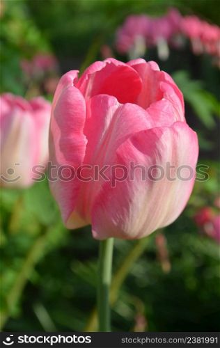 Spring flower pink tulip on green background. Pink tulip in the garden