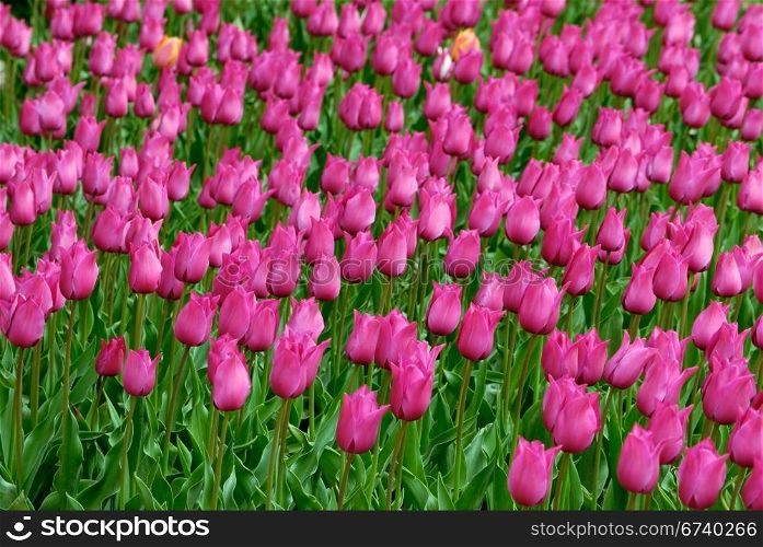spring flower tulip. nature