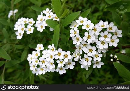 Spring flowering shrub with white flowers