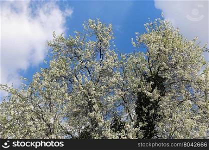 Spring flowering tree against a blue sky with clouds
