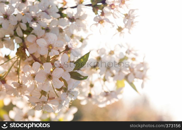 spring - flowering tree apricot closeup in the sunset soft light