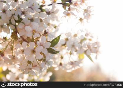 spring - flowering tree apricot closeup in the sunset soft light