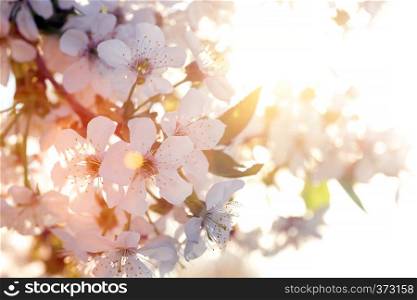 spring - flowering tree apricot closeup in the sunset soft light