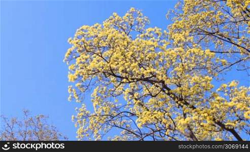 spring flowering trees