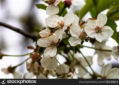 Spring flowering trees with white flowers in the garden. Spring background and blossom tree