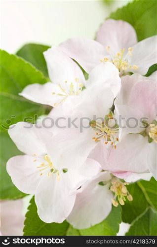 spring flowers