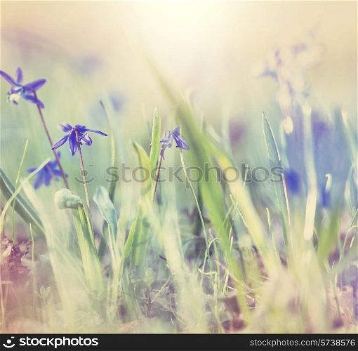 spring flowers