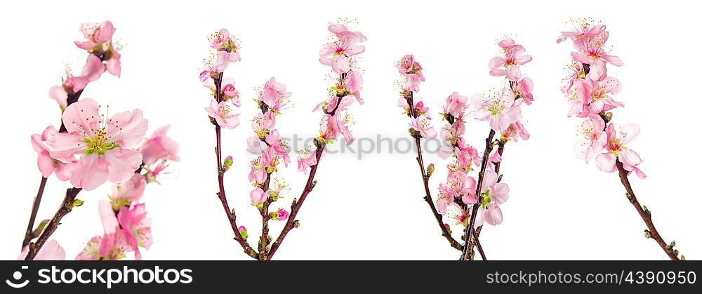 Spring flowers. Almond tree blossoms with green leaves isolated on white background