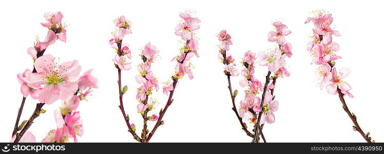 Spring flowers. Almond tree blossoms with green leaves isolated on white background