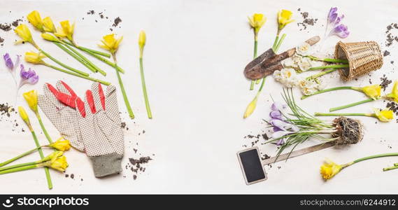 Spring flowers and pots , garden tools and work gloves on white wooden background, top view, banner. Gardening concept.