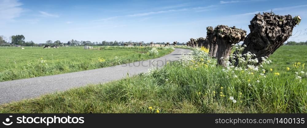 spring flowers and willow trees in dutch countryside landscape near amsterdam