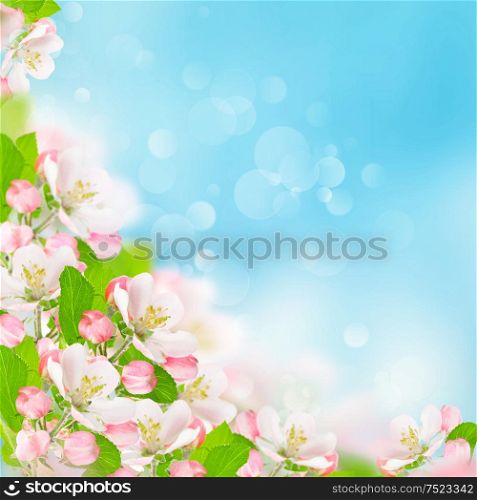 Spring flowers. Apple blossoms over blurred blue sky background. Floral border