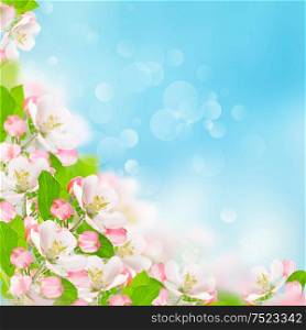 Spring flowers. Apple blossoms over blurred blue sky background. Floral border