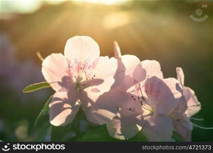Spring flowers azalea rhododendron in the sun light with rays