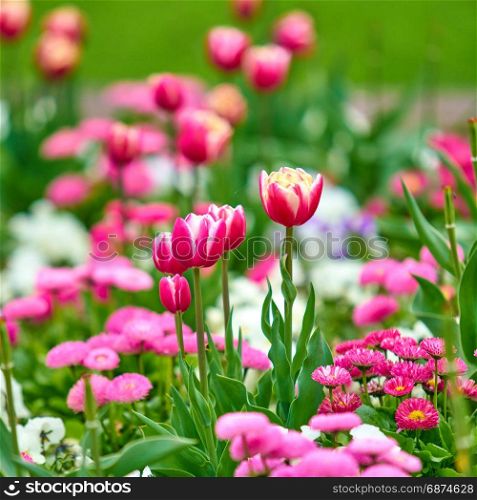 Spring flowers background. Beautiful tulip flower