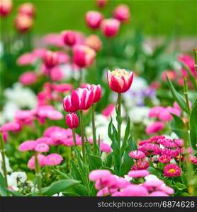 Spring flowers background. Beautiful tulip flower