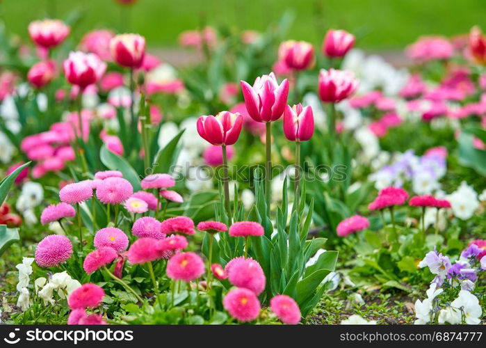 Spring flowers background. Beautiful tulip flower