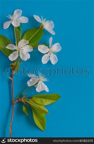 Spring flowers background on blue paper