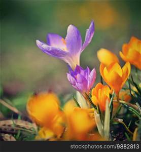 Spring flowers. Beautiful colorful first flowers on meadow with sun.  Crocus Romance Yellow - Crocus Chrysanthus - Crocus tommasinianus - Crocus Tommasini.