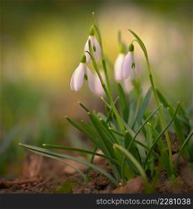 Spring flowers. Beautiful first spring plants - snowdrops. (Galanthus) Colorful nature background.