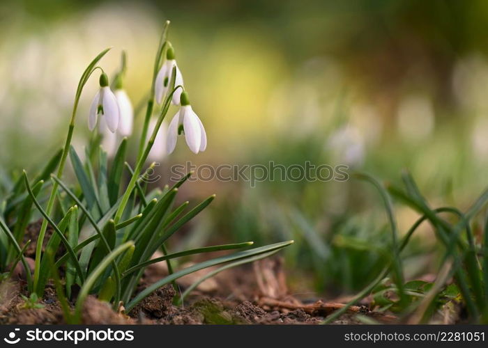 Spring flowers. Beautiful first spring plants - snowdrops. (Galanthus) Colorful nature background.