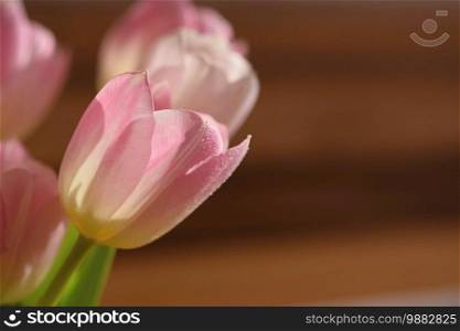 Spring flowers. Beautiful gift of love. Pink-white tulips. Background for spring season and Valentine’s Day.