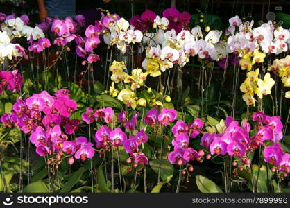 spring flowers, beautiful orchid flower pot to decorate in home on Vietnam Tet holiday with vibrant color, colorful blossom show at Vietnam flower market